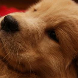Golden Retrievers from Sky Harbor Goldens