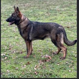 Bougie - German Shepherd