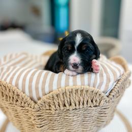 Woodstock - Tri-color male Bernedoodle puppy in Sulphur, Louisiana from Curly Q’s Of Carlyss