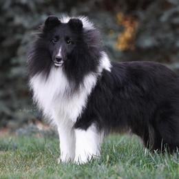 Licorice - Black and white Shetland Sheepdog puppy in Elk, Washington from Asgard Shetland Sheepdogs
