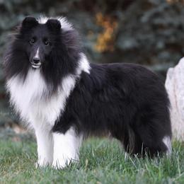 Licorice - Black and white Shetland Sheepdog puppy in Elk, Washington from Asgard Shetland Sheepdogs