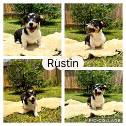 Pembroke Welsh Corgi Puppies from Roo and The Velvet Paws