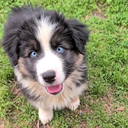 RIVER (Quinn4Boy4) BTM,NBT,AKC,OFAs,Genetics - Black tri-color male Australian Shepherd puppy in South Hill, Virginia from Silverside Aussies LLC