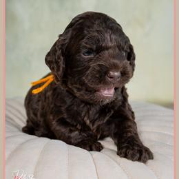 Damien - Brown male Cockapoo puppy in Connersville, Indiana from Deaz Doodle Ranch