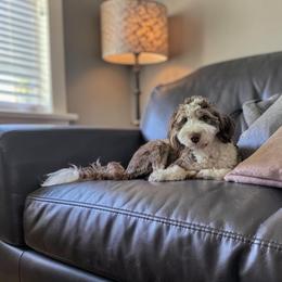 Bernedoodle puppies from Sis' Doodles & Poodles