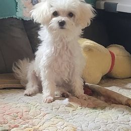 Maltese, Maltipoo, Poodle, and Shih Tzu Puppies from Marlees Puppies 1