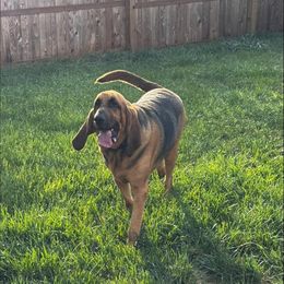 Sarge - Black and tan male Bloodhound puppy in Inman, Nebraska from Sandhill Hounds of Nebraska