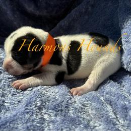 Gunner - Blue ticked and tan male Bluetick Coonhound puppy in Mount Pleasant, Texas from Harmons Hounds
