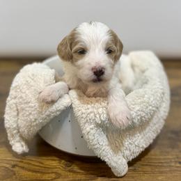 Girl 1 - female Goldendoodle puppy in Kenansville, North Carolina from J+A Family Doodles