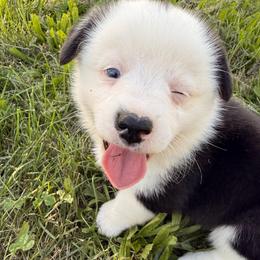 Merle (Haggard) - White and black male Pembroke Welsh Corgi puppy in Heyworth, Illinois from Schumaker Corgis