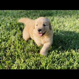 Golden Retriever Puppies from All shades Golden