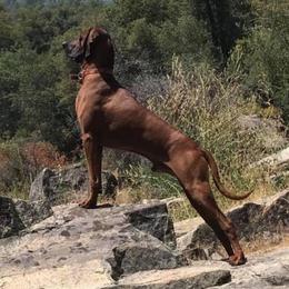 Redbone Coonhounds from Robert's Coonhounds