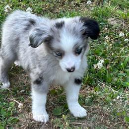 Boy 3 - Blue merle male Miniature Australian Shepherd puppy in Hokes Bluff, Alabama from Alegria Toy Aussies