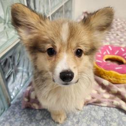 Tan Girl 3 - White and fawn female Pembroke Welsh Corgi puppy in Bay Area, California from MJ's Corgis