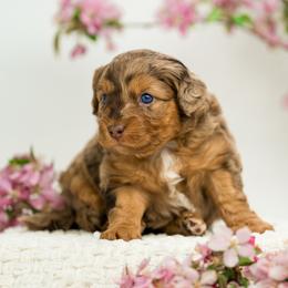 Janie - Brown merle female Aussiedoodle puppy in Cortez, Colorado from Sassy Pants Pups