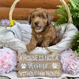 Bernedoodle and Whoodle Puppies from Genesis Family Farm
