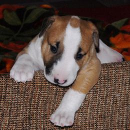 Bull Terriers from Zoozooz Bull Terriers