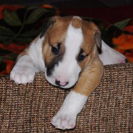 Bull Terriers from Zoozooz Bull Terriers