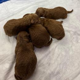 Male 1 - Red  male Poodle puppy in Modesto, California from Oso’s Red Toy, Mini, & Standard Poodles