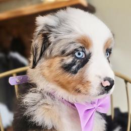 Purple - Blue merle female Australian Shepherd puppy in Georgetown, California from Foothill Aussies