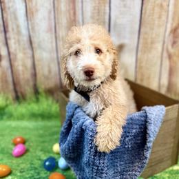 Donatello - Red male Bernedoodle puppy in Pennsylvania from Bernedoodle Bunch