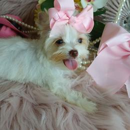 ChaRité - Parti female Yorkshire Terrier puppy in Humble, Texas from Marnax Yorkshire Babies