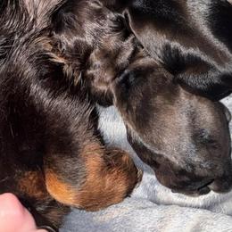 Barbie - Dapple female Dachshund puppy in Birchtree, Missouri from Cruzan Dachshunds