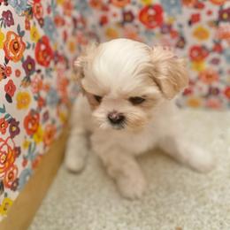 Shih Tzu Puppies from Trinity Shihtzu's So Calif