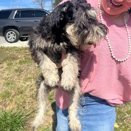 Tux - Miniature Schnauzer