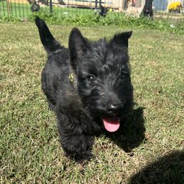 Scottish Terrier puppies from Maylark Scottish Terriers
