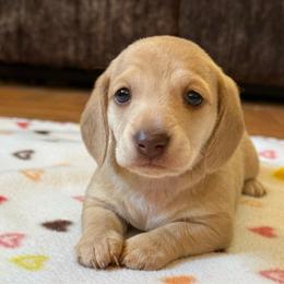 Pudding - Cream female Dachshund puppy in New Mexico from Long Dog Ranch