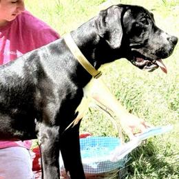 Whiskey - Black male Great Dane puppy in Gonzales, Louisiana from Anstatt House Of Danes