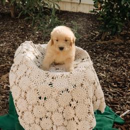 Abigail - Golden female Golden Retriever puppy in Ramona, California from SDPREMIERGOLDENS