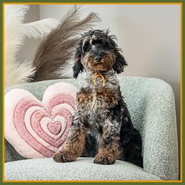 Ryder - Merle male Cockapoo puppy in Connersville, Indiana from Deaz Doodle Ranch