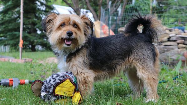 Find Shorkie puppies for sale near Olympia, WA