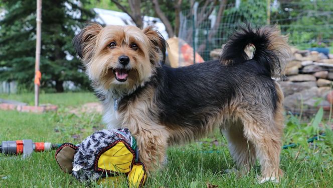 Shorkie