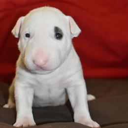 Spud Mckenzie - White male Bull Terrier puppy in Cincinnati, Ohio from HP BULL’S