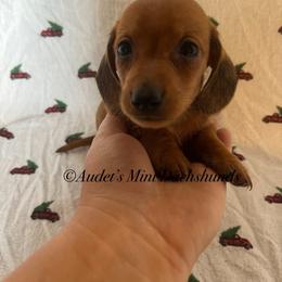 Odin shade red male smooth - Red male Dachshund puppy in East Dover, Vermont from Audet’s Mini Dachshunds