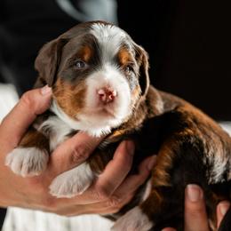 Forest - Tri-color male Bernedoodle puppy in Cortez, Colorado from Sassy Pants Pups
