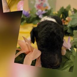 Boy 4 - male Poodle puppy in Tullahoma, Tennessee from Urban Hero Poodles