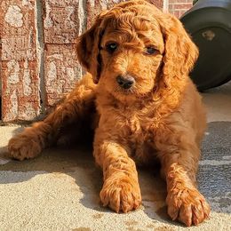 Goldendoodle Puppies from Lucky's Doodlez