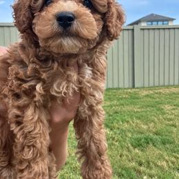 Roo - Red male Cavapoo puppy in Liberty Hill, Texas from Cuddlebug Cavapoos of Austin