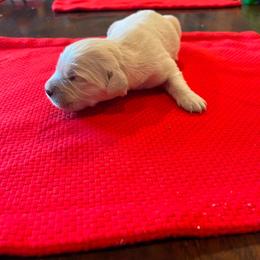 Male puppy 2 - Light golden male Golden Retriever puppy in Tacoma, Washington from Bradley Farms