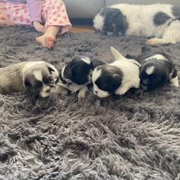 Shih Tzu Puppies from Eastern Long Island Shih Tzu
