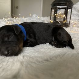 Assorted Doodle Crosses Puppies from Doodles Domain