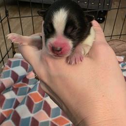 Celine - Black and white female Pomsky puppy in Sumter, South Carolina from Emerald Skies Pomskies
