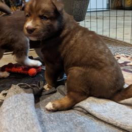 Siberian Husky Puppies from Wyant Farms