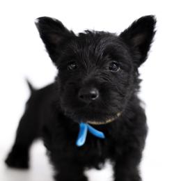 Flint - Black male Scottish Terrier puppy in Mount Joy, Pennsylvania from K&M Kennel
