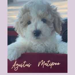 Goldendoodle, Maltipoo, and Poodle Puppies from Winchester Hills Poodles and Doodles