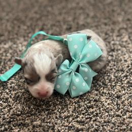 Boy 3 - Black and tan male Corgipoo puppy in Junction, Utah from Sugar Doodles